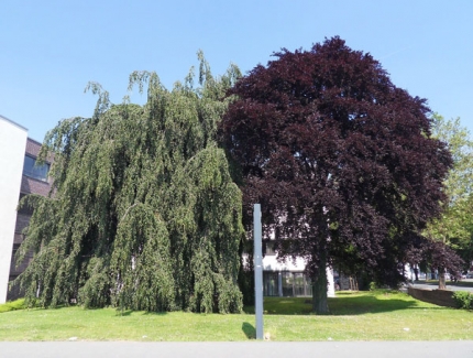 Bild 1 von Trauerbuche und Blutbuche an der Bahnhofstraße